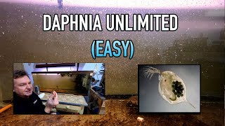 How I Raise Daphnia Water Fleas And You Can Too [upl. by Helbonia]