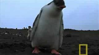 Antarctic Penguins [upl. by Aiak]