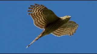 Sparrowhawk Bird Call Bird Song [upl. by Notserc]