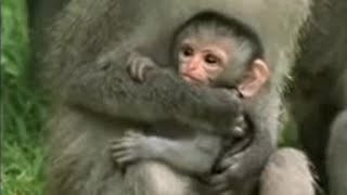 Cute Baby Vervet Monkies Playing  Cheeky Monkey  BBC Studios [upl. by Soble]