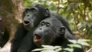 Chimps vs Red Colobus Monkeys  BBC Studios [upl. by Virge]