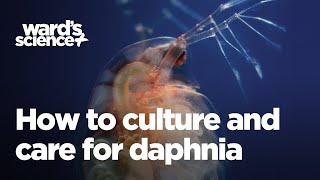 Caring and Culturing for Daphnia [upl. by Robert]