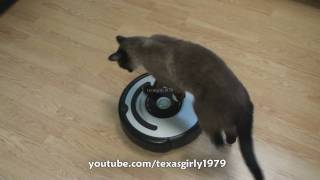 Cat shows HOW TO use iRobot Roomba Vacuum [upl. by Dine]