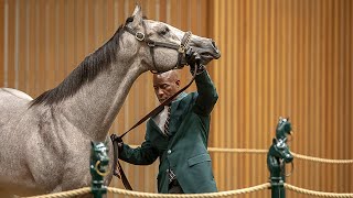 Keeneland September Sale quotThe largest and most important thoroughbred auction in the worldquot [upl. by Alliuqet]