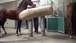 Mating Horses Breeding  HORSE MATING Donating Sperm MIX [upl. by Paver]