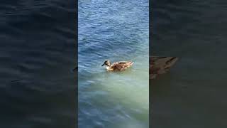 Mallard Duck 🦆 mallardduck subscribemychannel shorts viral subscribe trending duck [upl. by Jervis]