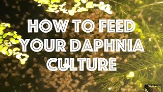 How To Feed Your Daphnia Culture [upl. by Grussing881]