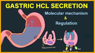 Gastric acid HCL secretion Mechanism and Regulation [upl. by Amsaj]