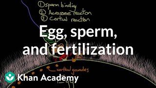 Egg sperm and fertilization  Behavior  MCAT  Khan Academy [upl. by Yseulta]