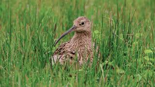 Otmoor Appeal [upl. by Lizned]