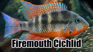 Firemouth Cichlid  Care Guide amp Species Profile [upl. by Allin441]