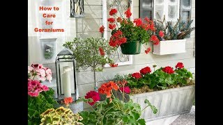 GERANIUM CARE BASICS amp 4 GERANIUM TYPES  Shirley Bovshow [upl. by Ykcor]