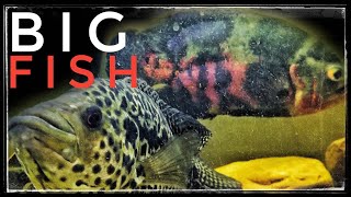 Big South American Cichlid Community Tank [upl. by Zeralda]