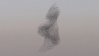 Starling murmuration Rare phenomenon in the skies above Israel [upl. by Chung]