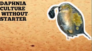 HOW TO CULTURE DAPHNIA NATURALLY WITHOUT A STARTER [upl. by Cristina]