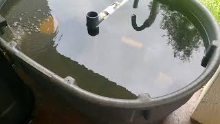 How I Started Raising Tilapia and Catfish  Small Scale Aquaculture [upl. by Lorimer]