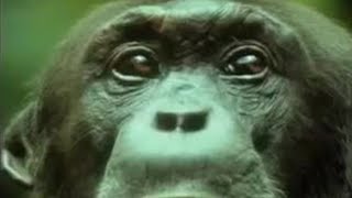 Chimpanzees Team Up to Attack a Monkey in the Wild  BBC Studios [upl. by Adidnac]