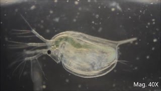 Daphnia magna under the Microscope [upl. by Norrehs]