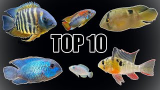 Top 10 Most quotPeacefulquot Cichlids [upl. by Nylsoj857]