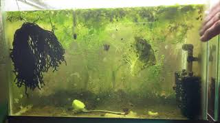 Scuds Daphnia Cherry Shrimp Copepods My aquatic food culture [upl. by Hastie]