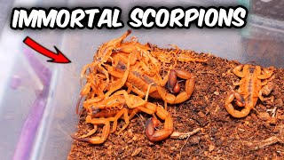 These SCORPIONS LIVE FOREVER [upl. by Adnouqal600]