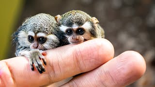 Smallest Monkeys In The World Top 10 For Kids [upl. by Zorine519]