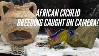 African Cichlids Breeding  The 3 Stages  Caught In The Act [upl. by Woodring]