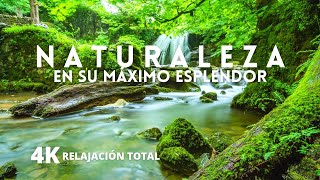 NATURALEZA  Paisajes en 4K Sonidos del Bosque y Música Relajante  Sin Anuncios Intermedios [upl. by Nivi36]