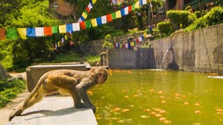 Monkeys DIVE Into Pool For Fun  Primates  BBC Earth [upl. by Greg]