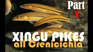 Pike cichlids Crenicichla guide to all the species from the Rio XIngu in nature and the aquarium [upl. by Dennie931]