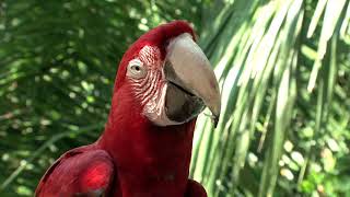 Música relajante con paisajes naturales  Animales en la Selva [upl. by Erland]