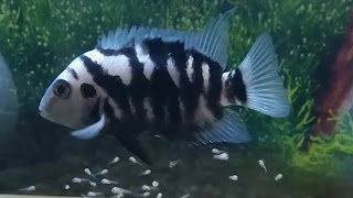 Convict cichlids breeding Eggs hatching and taking care of the new born fry [upl. by Enyamrahs849]