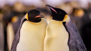 Best Antarctic Animal Moments  Top 5  BBC Earth [upl. by Ganley]