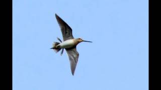 Snipe Drumming on Otmoor 13th April [upl. by Sergio37]