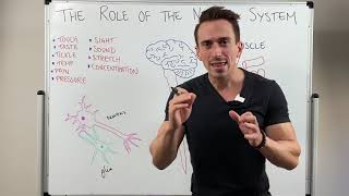 Introduction to the Nervous System [upl. by Xever72]