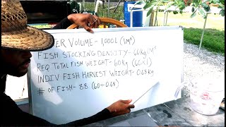 HOW MANY FISH IN 1000 L 264 GAL TANK  AQUAPONICS [upl. by Kalil39]