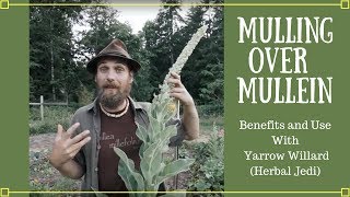 Mulling over Mullein  Benefits and Uses with Yarrow Willard Herbal Jedi [upl. by Thgiwd236]