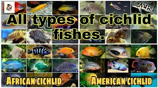 Cichlid fishes all types both African and American cichlids 2021 [upl. by Naihr]