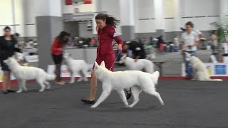 European Dog Show 2016 Brussels Berger Blanc Suisse [upl. by Hynda4]