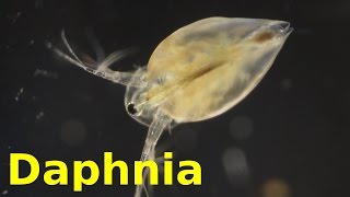 Daphnia [upl. by Moya]