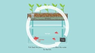 What is Aquaponics [upl. by Isyak186]