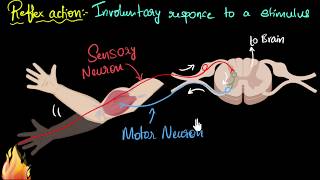 Reflex action amp reflex arc  Control amp Coordination  Biology  Khan Academy [upl. by Llehctim]