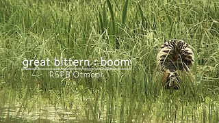 Bittern  boom song  RSPB Otmoor [upl. by Selohcin]