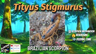 Vlog 11 Tityus Stigmurus [upl. by Yar]