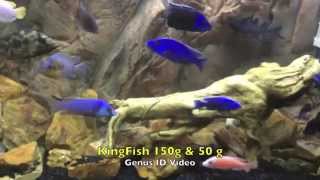 Best African Cichlid GenusSpecies Identification Video Ive seen [upl. by Ainnat113]