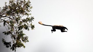 Eager Chimps First Monkey Hunt  BBC Earth [upl. by Aicnilav637]