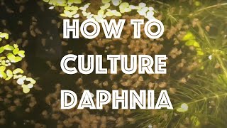 How To Culture Daphnia Magna [upl. by Volkan]