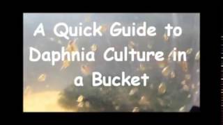 How to culture daphnia outside [upl. by Sidoma]