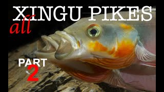 Pike cichlids Crenicichla habitat guide Xingu pikes in nature and the aquarium Part 2 [upl. by Atinrahc668]