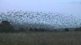 An Otmoor Murmuration [upl. by Eilrak]